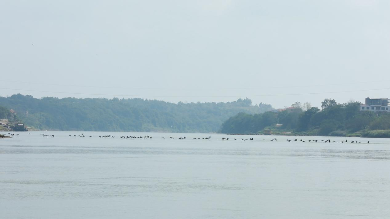 候鸟成群结队地在耒水江面上玩耍嬉戏（刘湘林 摄）