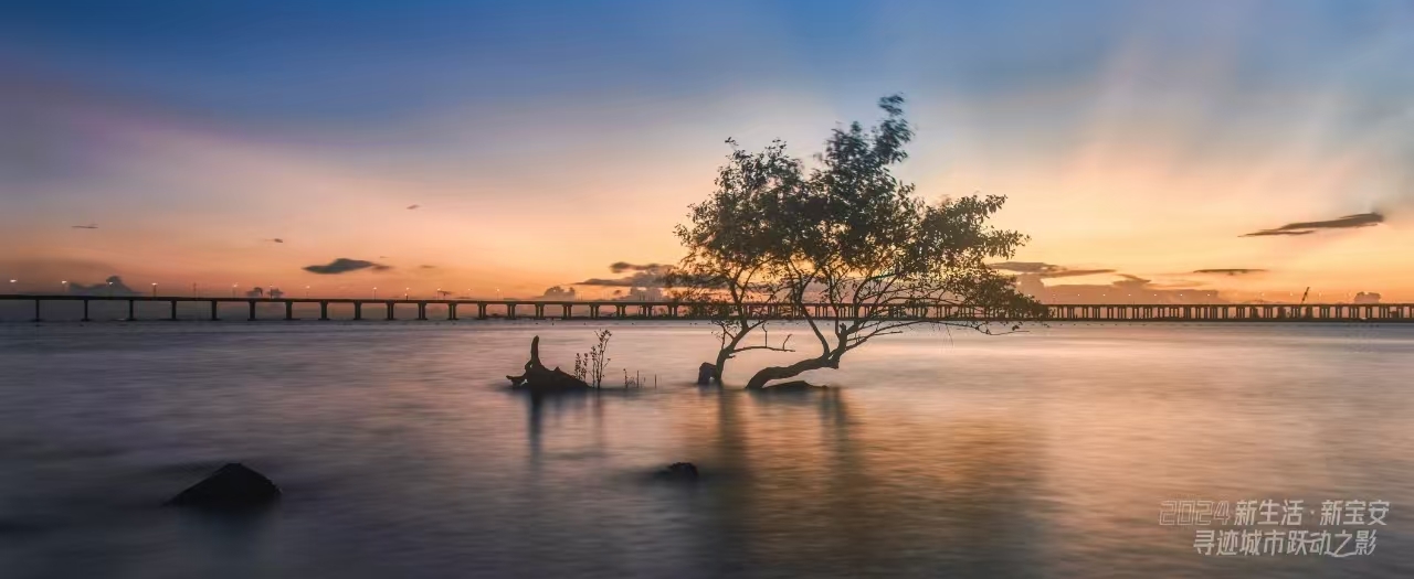 《夕阳下的树》 郑平