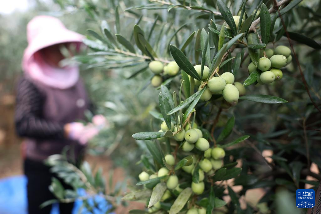 在甘肃省陇南市武都区桔柑镇贺家坪村一处油橄榄种植基地,农户在采摘油橄榄(11月1日摄)。新华社记者 陈斌 摄