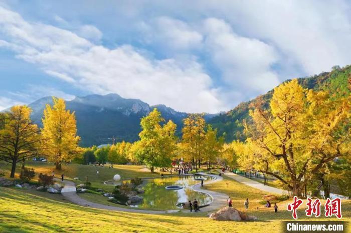 深秋时节，甘肃陇南市徽县嘉陵镇田河村，千年银杏树上的叶子已开始变黄，秋韵渐浓。何方　摄