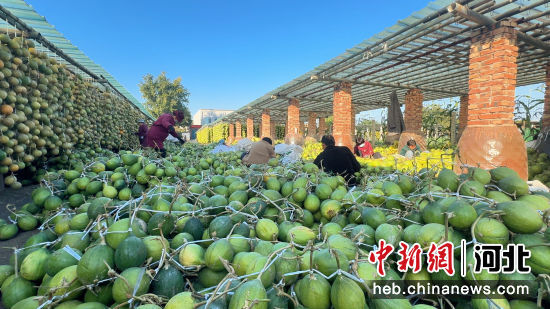 农户捆绑新鲜瓜蒌准备晾晒。 李萌 摄