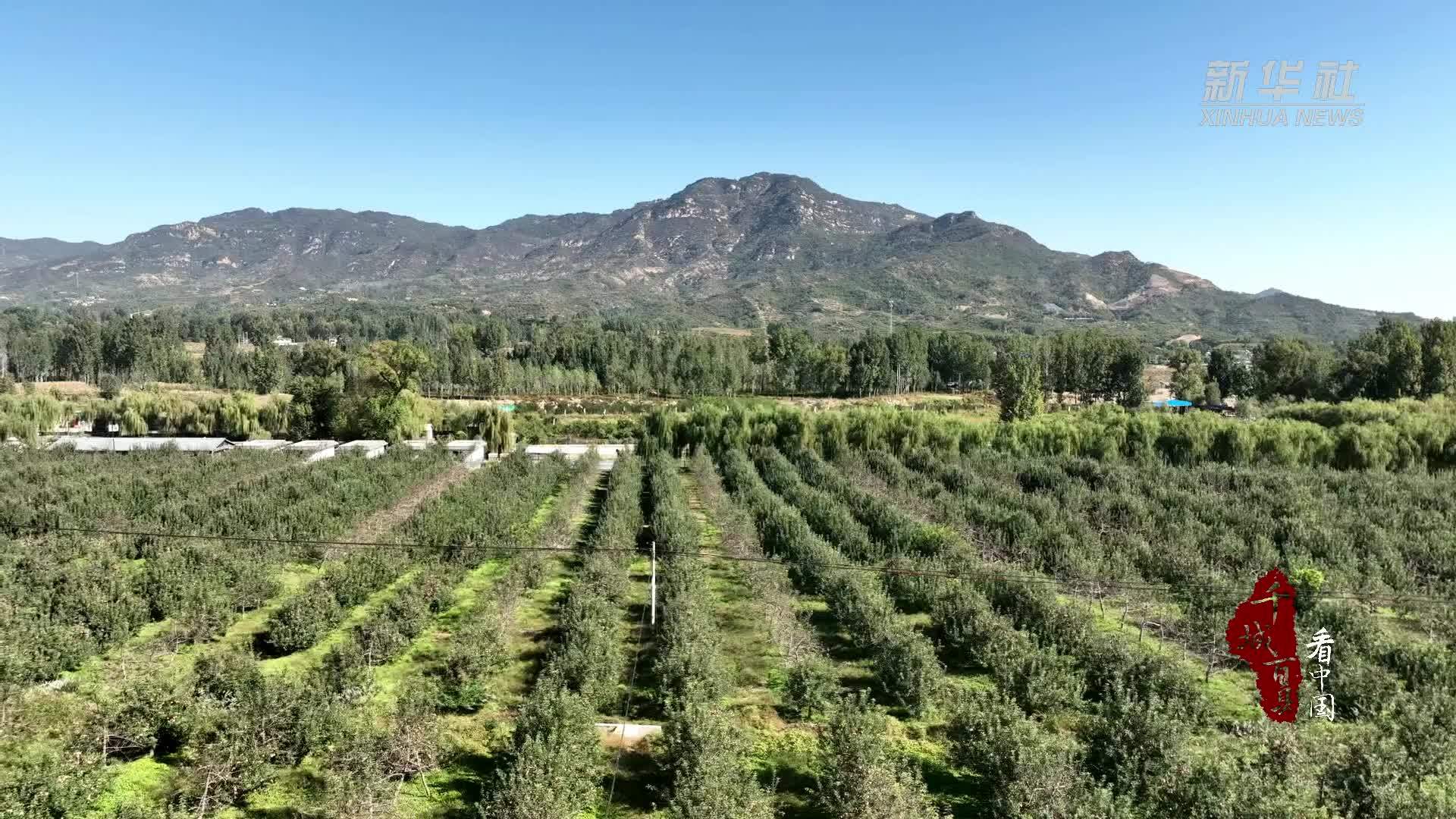 千城百县看中国｜河北灵寿：山地苹果香满园