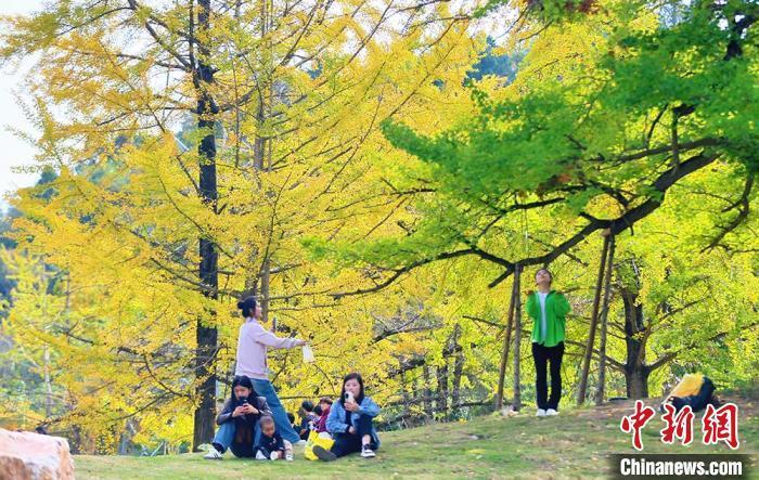 游客打卡千年银杏古树　高展　摄