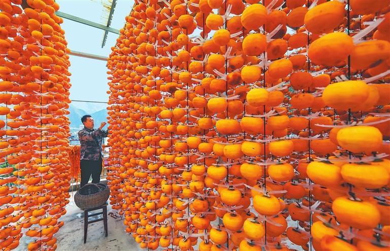 近日，文县城关镇贾昌村柿子喜获丰收，村民忙着摘柿子、削柿皮、晾柿饼。新甘肃&middot;甘肃日报通讯员　冉创昌