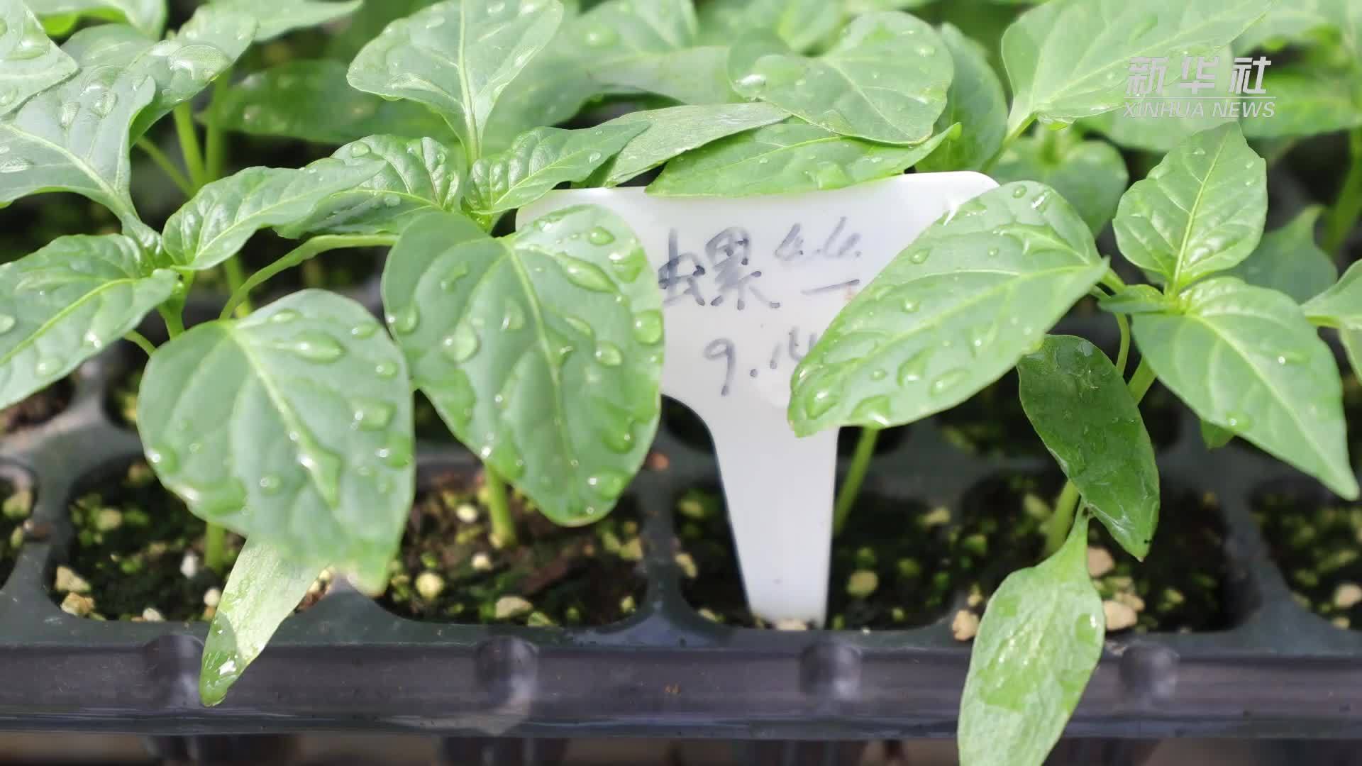 江西宁都：设施蔬菜生产忙