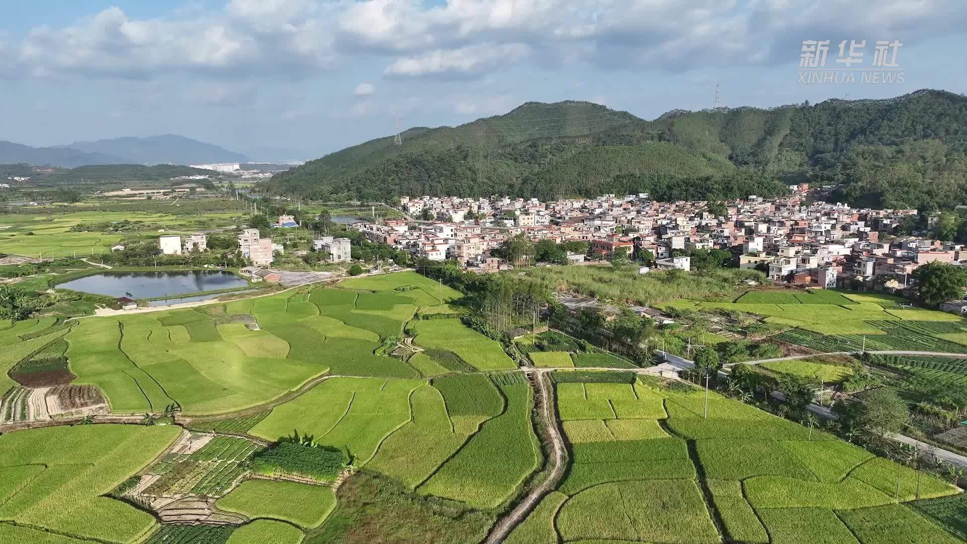 广东高要：稻谷飘香好“丰”景