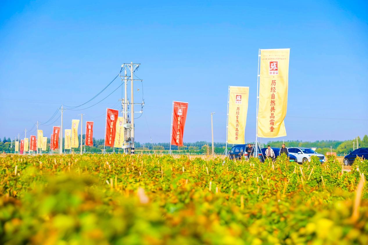 张宝山古法山药种植基地