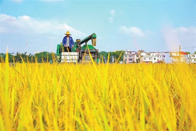近日，大余县池江镇庄下村，农机手驾驶收割机在收割晚稻。 特约记者叶功富 通讯员叶相发 摄