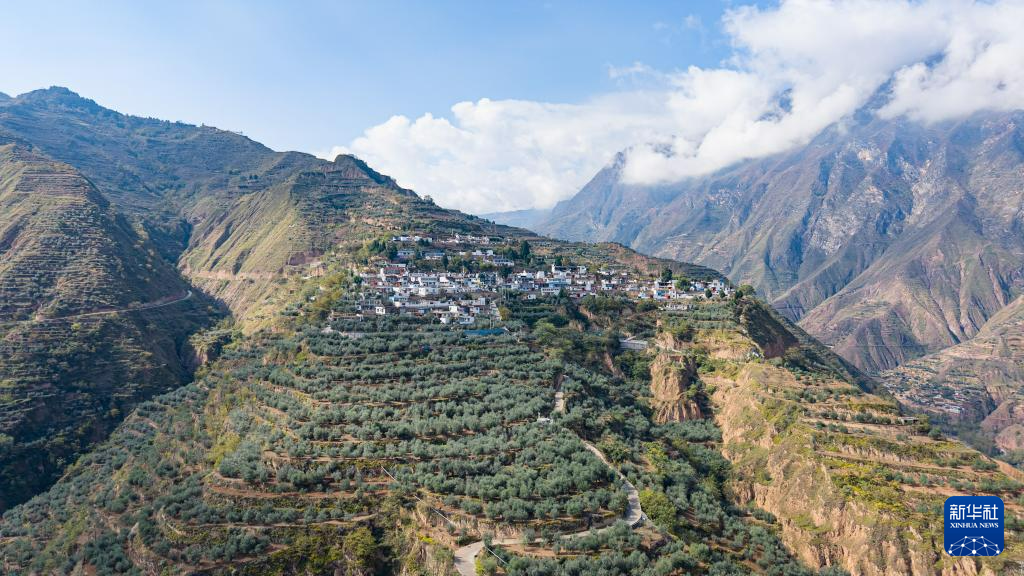 这是在陇南市武都区桔柑镇贺家坪村拍摄的一处油橄榄基地(无人机照片 11月1日摄) 新华社记者 郎兵兵 摄