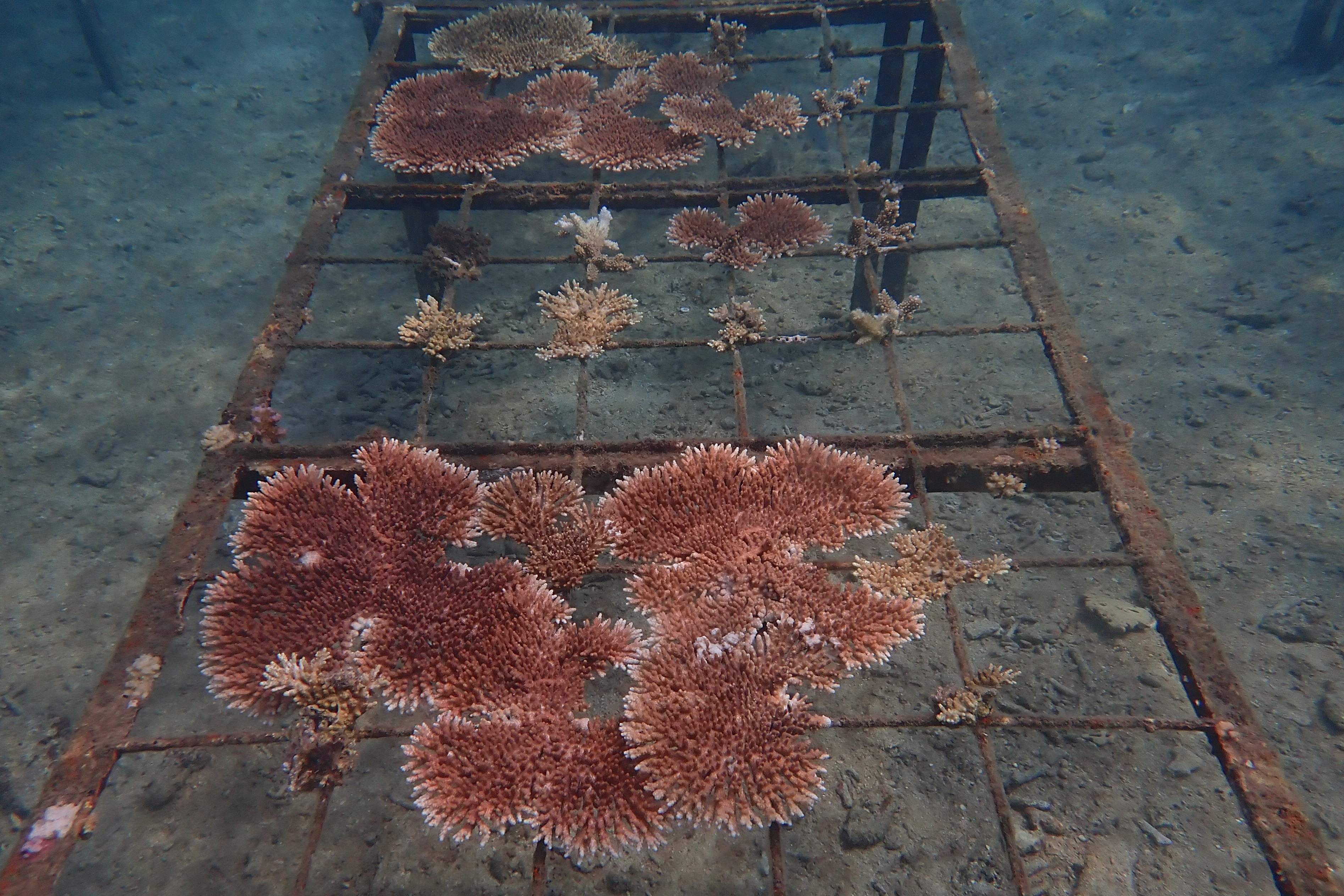 海南热带海洋学院:突破技术瓶颈 保护海洋生态环境