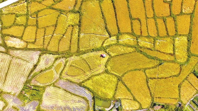 近日，上犹县东山镇高标准农田水稻开镰收割。记者吴悦 通讯员王健 摄