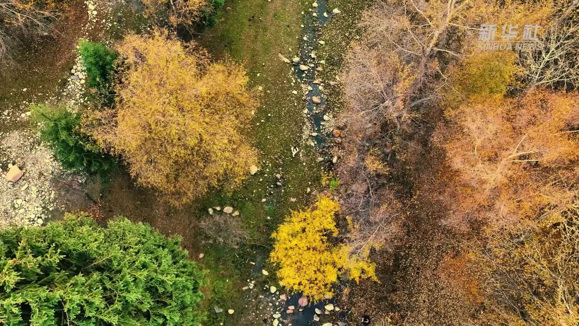 新疆特克斯：秋日油画世界