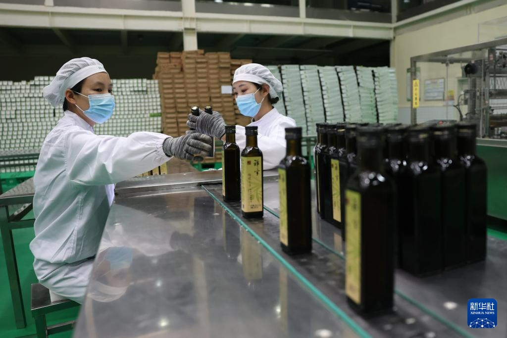 在甘肃省陇南市武都区一家油橄榄加工企业,工作人员在生产线上作业(10月31日摄)。新华社记者 陈斌 摄