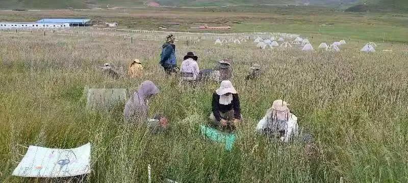 博士生张辉(右二)在样地进行样方调查实验
