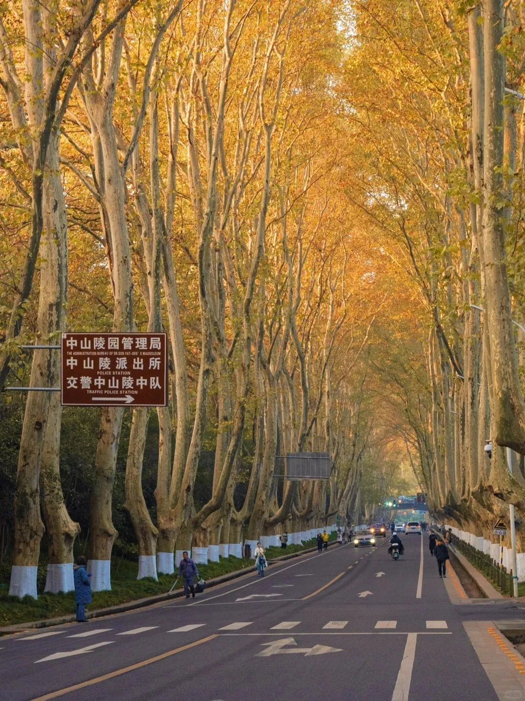 深秋的陵园路梧桐大道