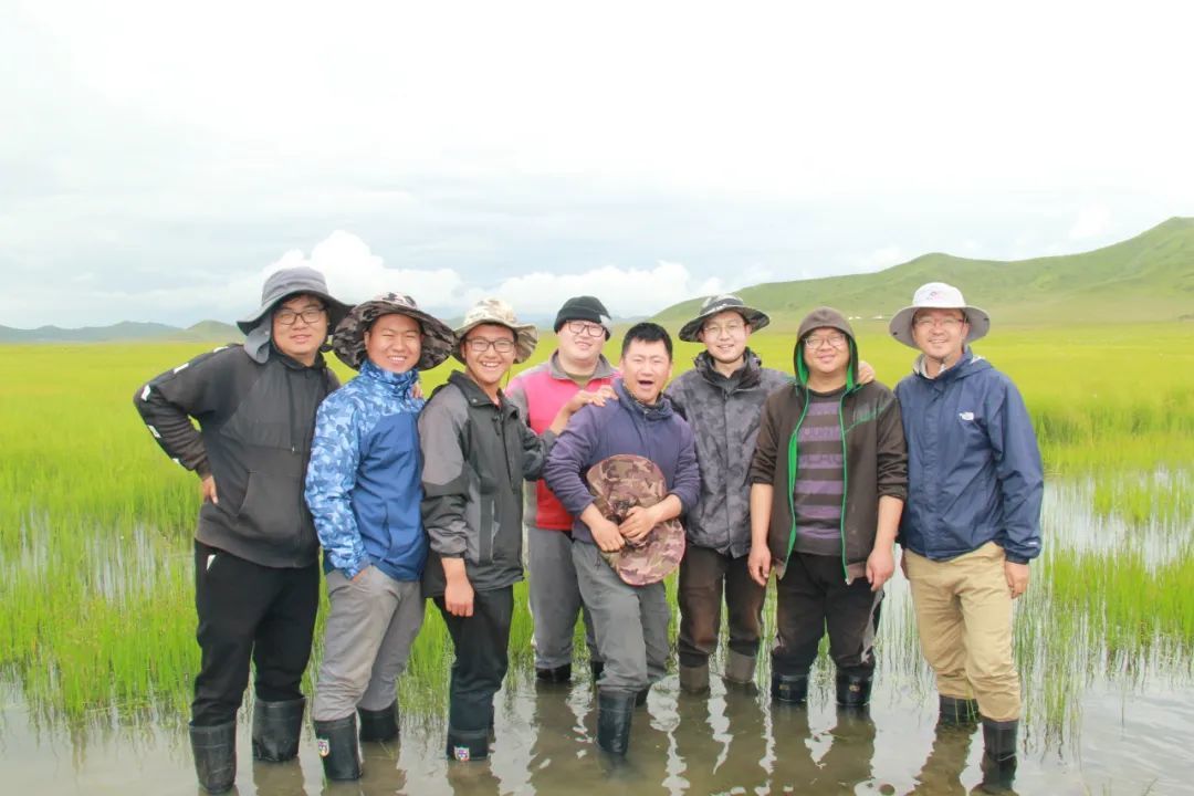 三十载扎根甘南高原　兰大团队揭秘退化草甸修复密码