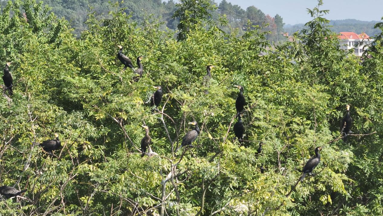 候鸟在树上栖息（刘湘林 摄）