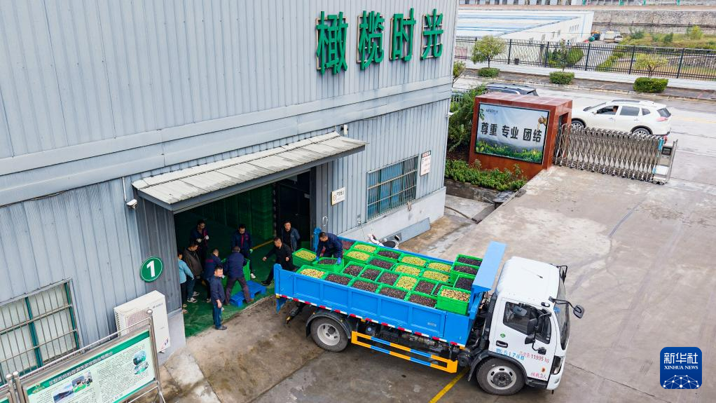 满载油橄榄鲜果的车辆驶入陇南市武都区一家油橄榄加工企业(无人机照片 10月31日摄) 新华社记者 郎兵兵 摄