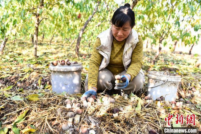 林下生“金”燕山深处松茸采收忙
