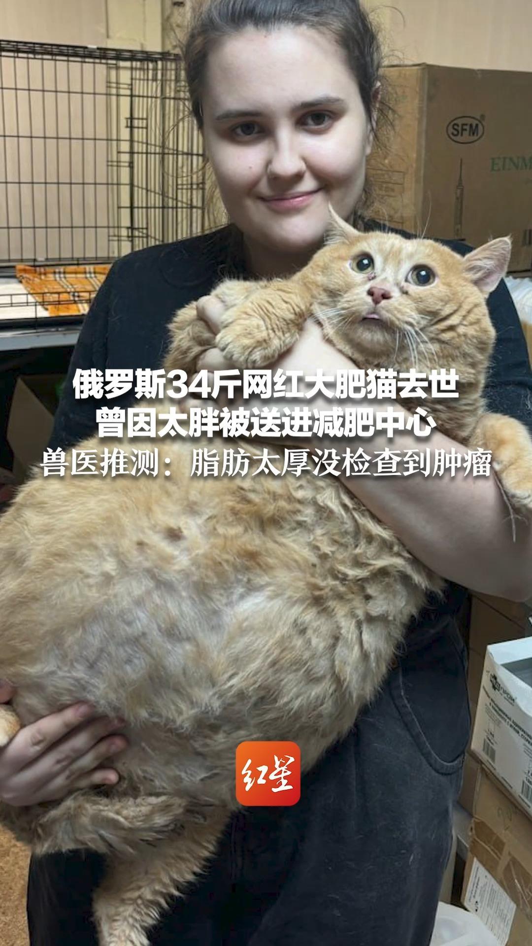 俄罗斯34斤网红大肥猫去世 曾因太胖被送进减肥中心 兽医推测：脂肪太厚没检查到肿瘤