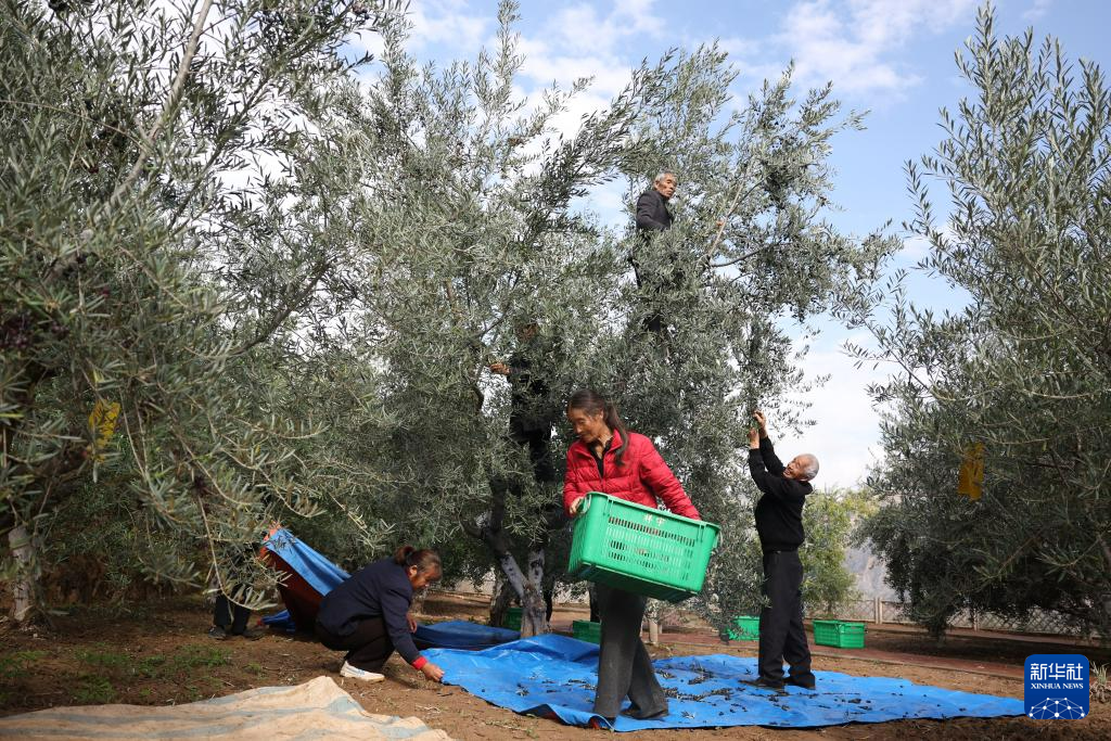 在甘肃省陇南市武都区桔柑镇贺家坪村一处油橄榄种植基地,农户在采摘油橄榄(11月1日摄)。新华社记者 陈斌 摄