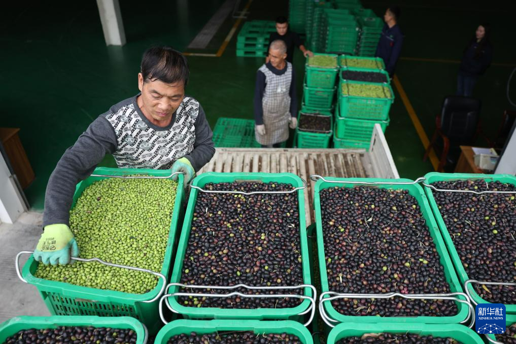 在甘肃省陇南市武都区一家油橄榄加工企业,农户将刚刚采摘的油橄榄鲜果过磅后卸车(10月31日摄)。新华社记者 陈斌 摄
