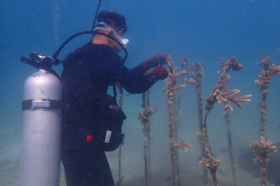 海南热带海洋学院:突破技术瓶颈 保护海洋生态环境