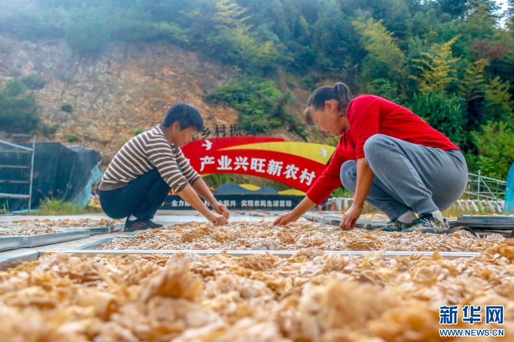 近日，在江西省撫州市樂安縣大馬頭鄉(xiāng)食用菌種植基地，工人正在晾曬采摘的白參菌。新華網(wǎng)發(fā) 黃煜 攝