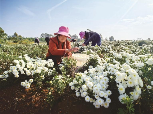 鄱陽縣：菊花采收忙（圖）