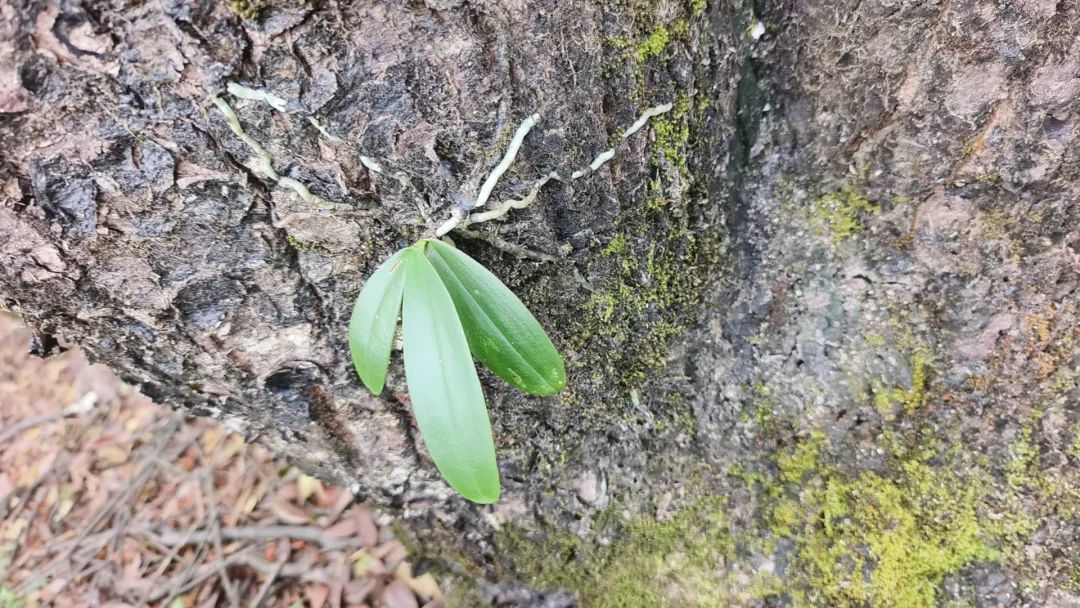 德興發現多株國家二級野生保護植物濕唇蘭