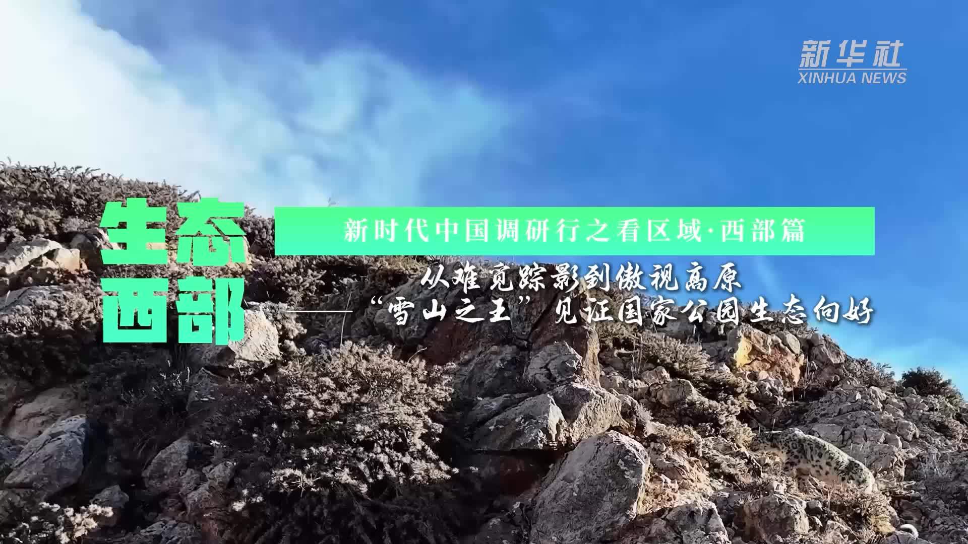 新时代中国调研行之看区域·西部篇丨从难觅踪影到傲视高原—“雪山之王”见证国家公园生态向好