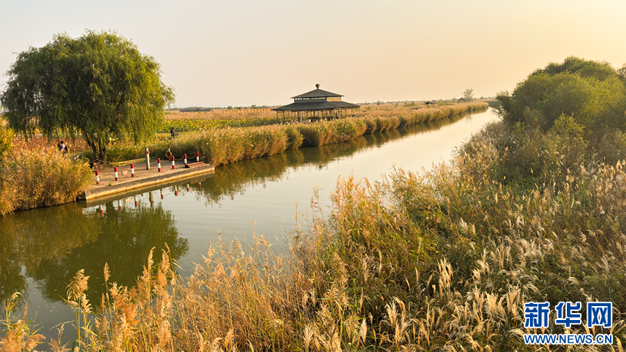 秋日，处女泉景区芦苇荡芦花金灿灿。新华网 杨喜龙 摄