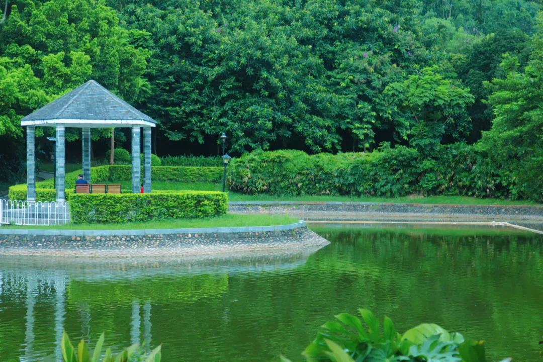 现代城市管理新视角：深圳宝安以精细化公园管理打造城市新风貌