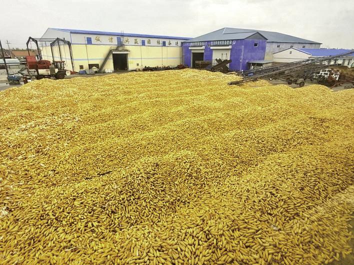 丰收的玉米金灿灿。赵滨 摄