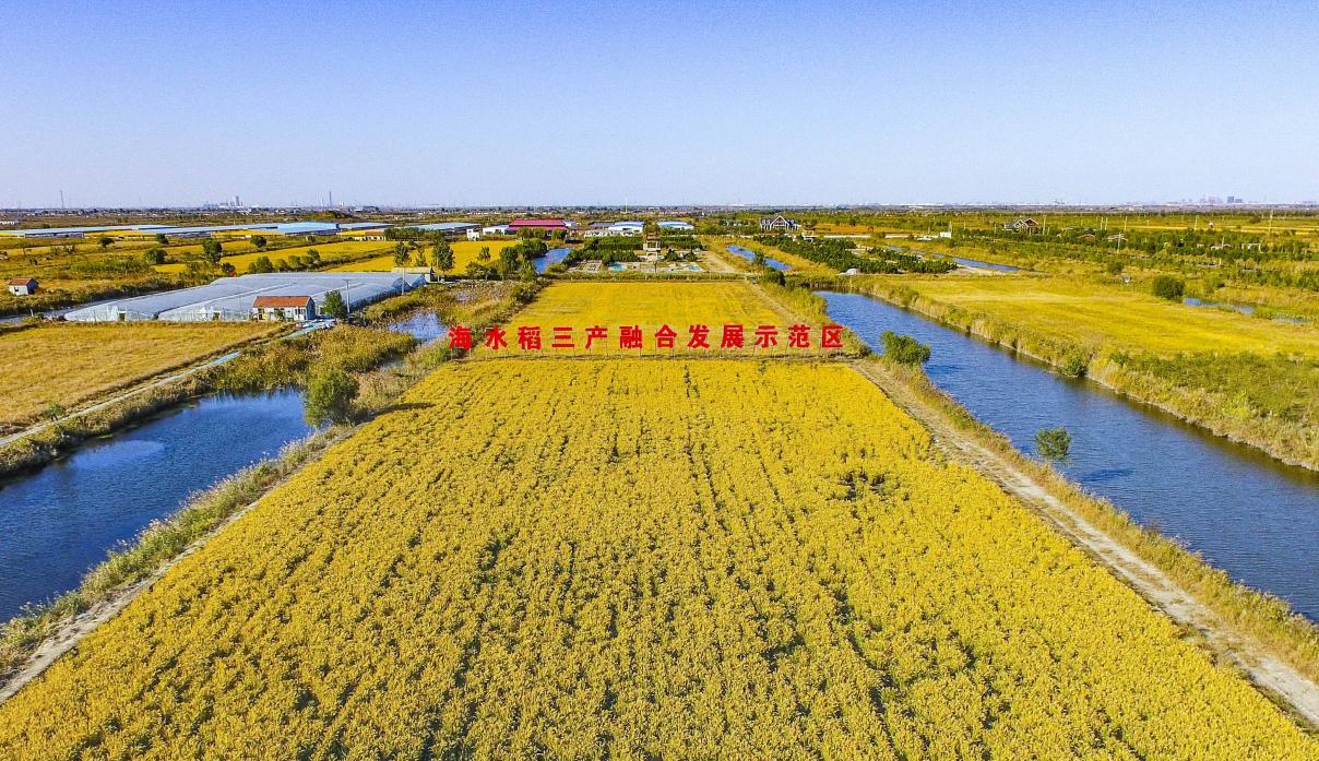 （潍坊寒亭区海水稻小镇）