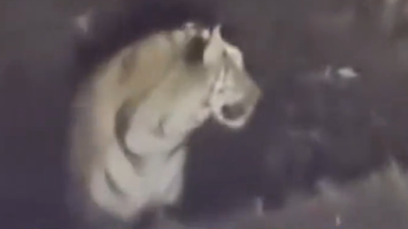 男子自驾游途中两次遇野生东北虎，大喊“我是本地的”后，老虎走了