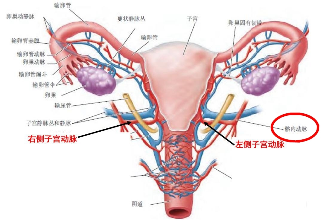 髂内动脉如图所示