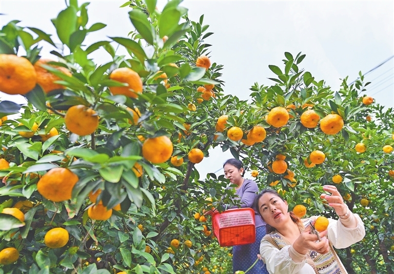 秋收时节（图）