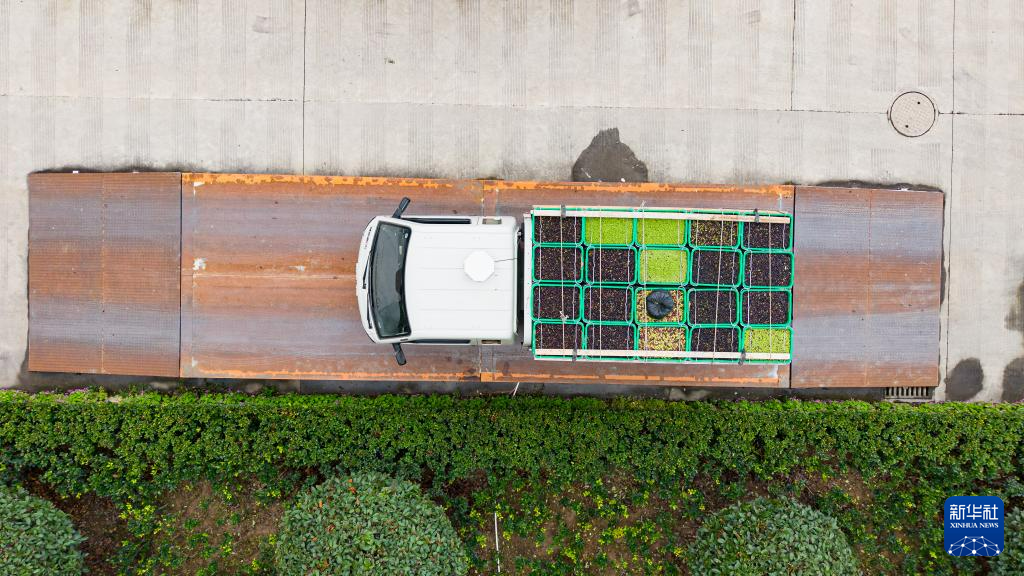 在陇南市武都区一家油橄榄加工企业,一辆满载油橄榄鲜果的车辆在过称(无人机照片 10月31日摄)。新华社记者 郎兵兵 摄