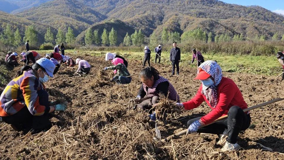 药材飘香地生“金”　华亭致富有“良方”