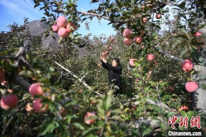 图为在宽城满族自治县化皮溜子镇西岔沟村的果园内,果农们在采摘苹果。 陈相旭 摄