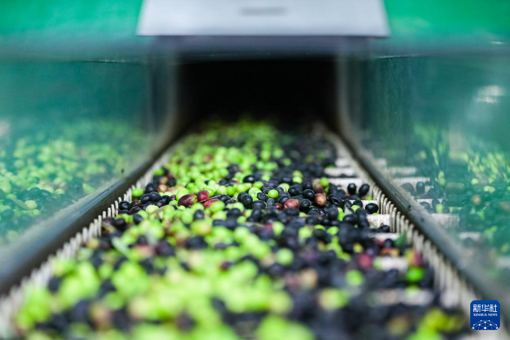 这是在陇南市武都区一家油橄榄加工企业生产线上拍摄的油橄榄鲜果(10月31日摄) 新华社记者 郎兵兵 摄