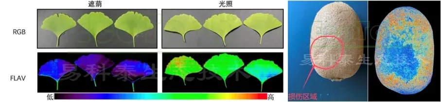 FluorTron多功能高光谱成像分析技术应用案例（银杏叶黄酮醇成像检测、猕猴桃损伤检测）