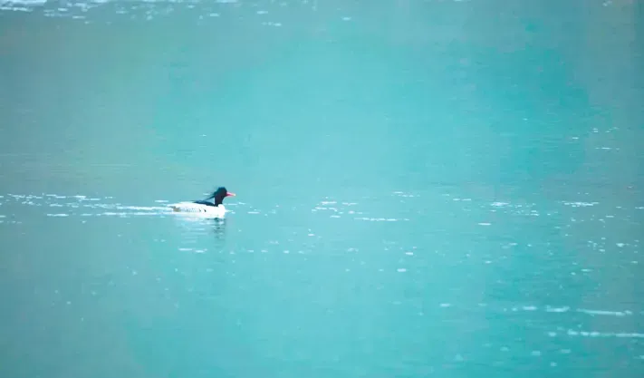 中华秋沙鸭在双桂湖国家湿地公园嬉戏。（资料图）