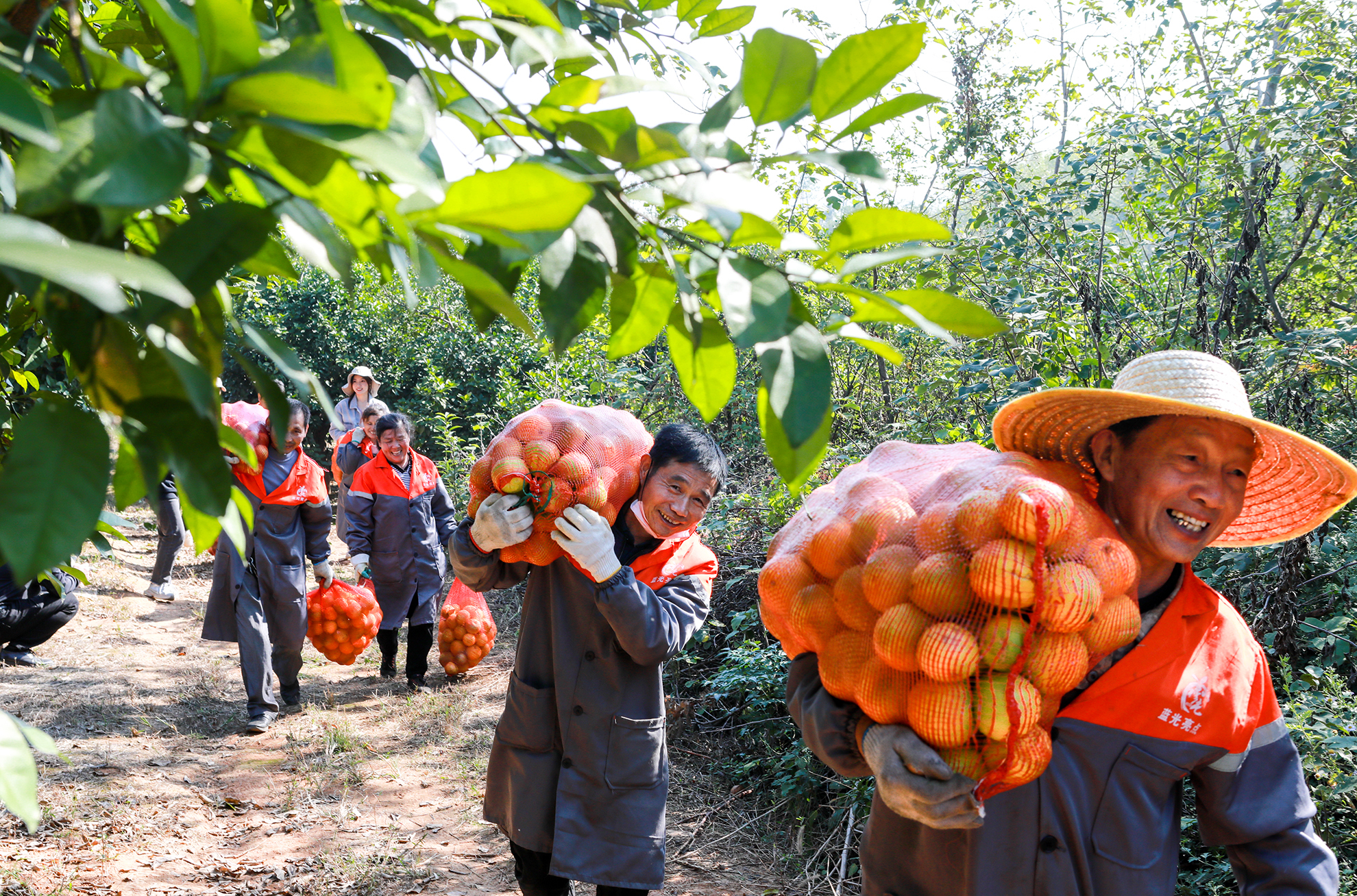 村民在转运枳壳