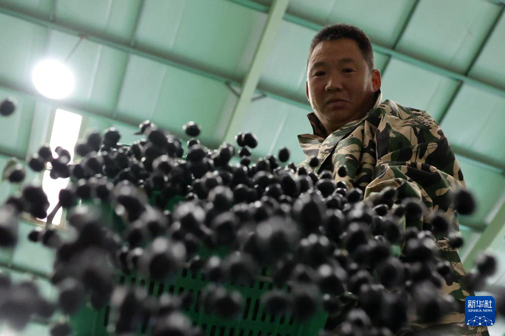 在甘肃省陇南市武都区一家油橄榄加工企业,一名工作人员将刚刚采摘的油橄榄鲜果倒入沉淀池清除杂质(10月31日摄)。新华社记者 陈斌 摄