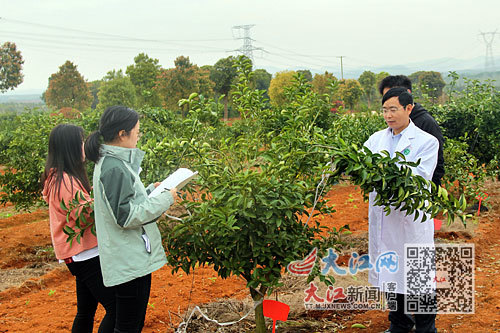 江西中醫藥大學團隊在枳殼田間進行試驗觀察。圖片由受訪者提供