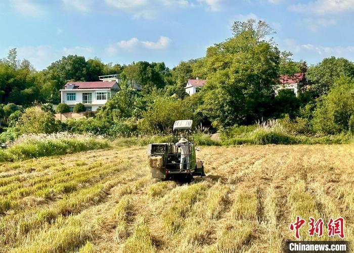 圖為在江西省九江市永修縣，農(nóng)戶正在撿收秸稈。盧夢夢 攝