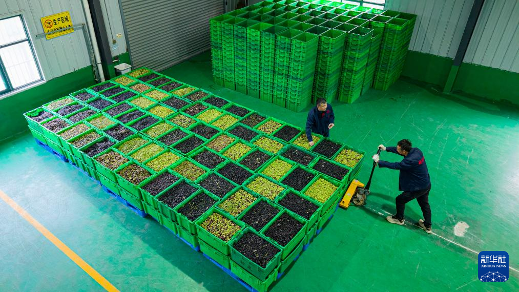 在陇南市武都区一家油橄榄加工企业,工人转运成筐的油橄榄鲜果(无人机照片 10月31日摄)。新华社记者 郎兵兵 摄