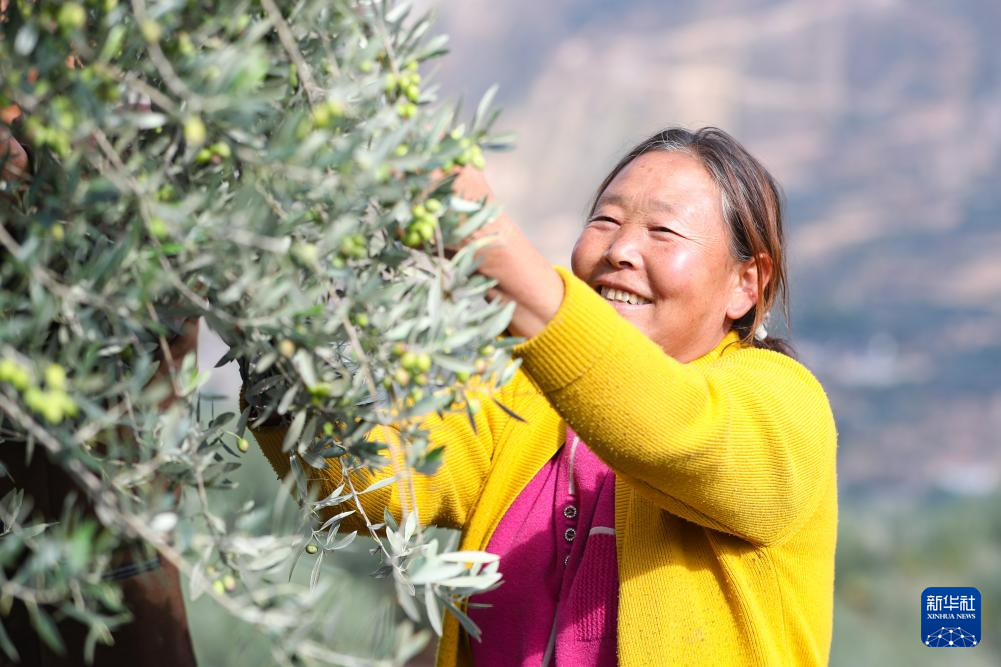 在陇南市武都区桔柑镇贺家坪村一处油橄榄基地,农户采摘油橄榄鲜果(11月1日摄)。新华社记者 郎兵兵 摄